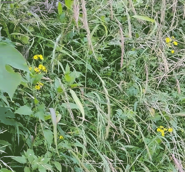 🔥【50% zniżki na nowy sklep】👍🌱Herbicyd cyklozynonowy