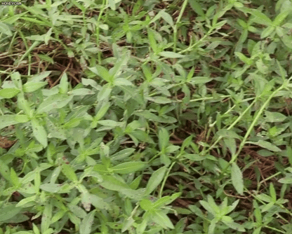 🔥【50% zniżki na nowy sklep】👍🌱Herbicyd cyklozynonowy