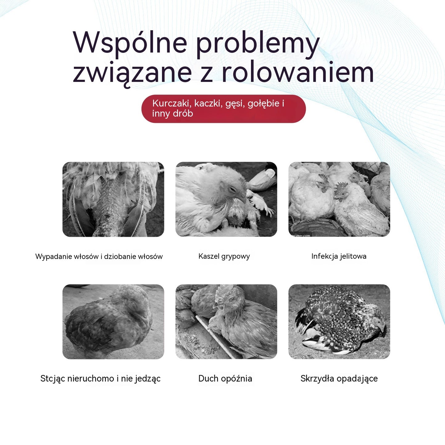 💥【5/10 zestaw butelek】Lek na przeziębienie i biegunkę dla kurczaków, kaczek, gęsi i gołębi